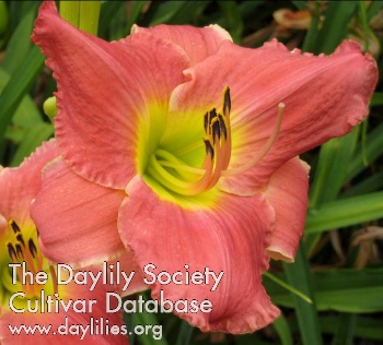 Daylily Vera Biaglow